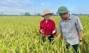 Làm giàu từ cánh đồng mẫu lớn Làm giàu từ cánh đồng mẫu lớn