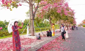 Đường kèn hồng 'đẹp nhất miền Tây' hút khách Đường kèn hồng 'đẹp nhất miền Tây' hút khách