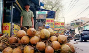 Trung Quốc tăng mua, dừa tươi đắt gấp đôi Trung Quốc tăng mua, dừa tươi đắt gấp đôi