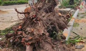 Cải tạo vỉa hè làm loạt cây xanh ở TP HCM bị hỏng rễ Cải tạo vỉa hè làm loạt cây xanh ở TP HCM bị hỏng rễ