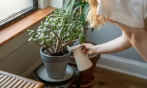 Những góc khuất trong nhà nơi muỗi vằn sinh sôi Những góc khuất trong nhà nơi muỗi vằn sinh sôi