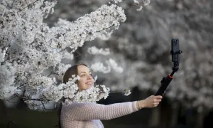 Hoa anh đào bung nở ở Washington Hoa anh đào bung nở ở Washington
