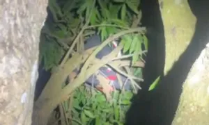 Bé trai ngủ quên trên cây, hơn 100 người suốt đêm tìm kiếm Bé trai ngủ quên trên cây, hơn 100 người suốt đêm tìm kiếm