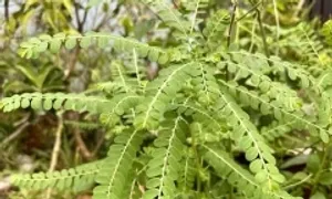 Uống nước cây chó đẻ có trị được viêm gan B? Uống nước cây chó đẻ có trị được viêm gan B?