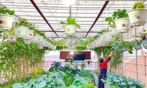Làm vườn giúp sống khỏe và thọ hơn Làm vườn giúp sống khỏe và thọ hơn