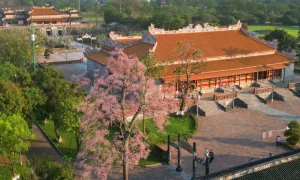 Hoa ngô đồng khoe sắc ở Đại nội Huế Hoa ngô đồng khoe sắc ở Đại nội Huế