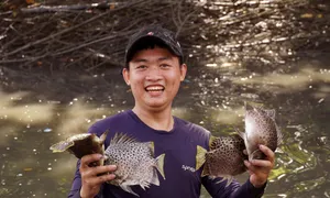 Dỡ chà bắt cá ở Đất Mũi Dỡ chà bắt cá ở Đất Mũi