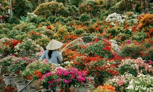 Xác lập đường hoa dài nhất Việt Nam tại hội hoa Chợ Lách Xác lập đường hoa dài nhất Việt Nam tại hội hoa Chợ Lách