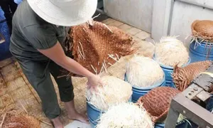 Người Việt ăn nhiều giá đỗ và nỗi lo 'ngâm hóa chất' Người Việt ăn nhiều giá đỗ và nỗi lo 'ngâm hóa chất'