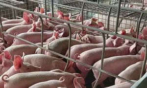 Heo giống sốt giá, gần 3 triệu đồng một con Heo giống sốt giá, gần 3 triệu đồng một con